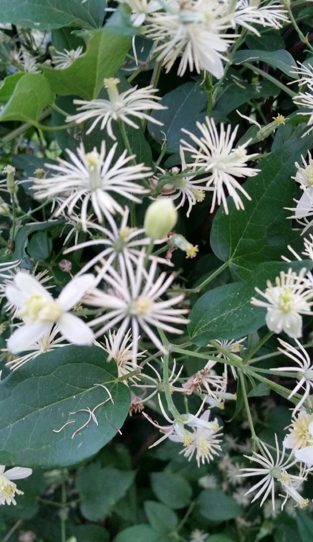 Clematis vitalba?  Sì !